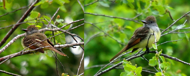 [Two photos spliced together. On the left is the mostly-brown small perching bird has streaks of white and rust on its wings. Its belly is yellow. On the right, the bird is now turned enough (it looks back over its shoulder) the grey at its neck and the yellow of its belly are clearly visible.]